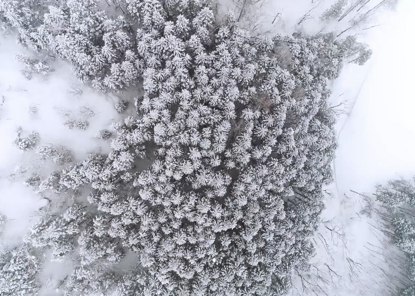 Frozen tree