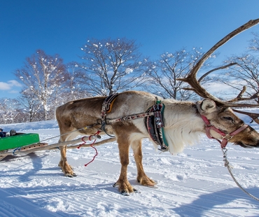 Niseko Village Reindeer Niseko Village Reindeer