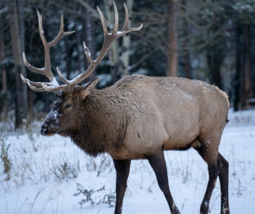 Banff - Large Elk walking in the snow Banff - Large Elk walking in the snow