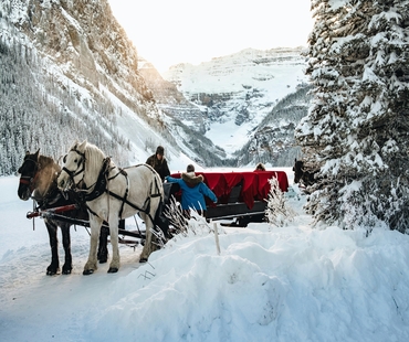 Horse pulling sleigh in Lake Louise Winter Horse pulling sleigh in Lake Louise Winter