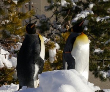 Penguins standing on Ice at the Calgary Zoo Penguins standing on Ice at the Calgary Zoo