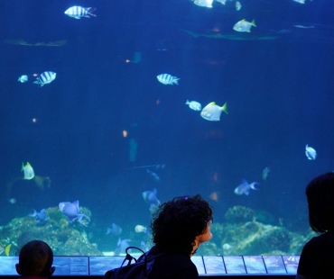 Fish swimming in tank at Vancouver Aquarium Fish swimming in tank at Vancouver Aquarium