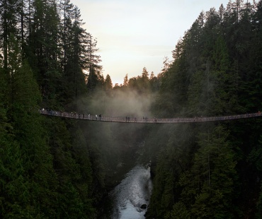 Beautiful rainforest and suspension bridge Beautiful rainforest and suspension bridge