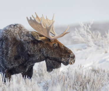 Jackson Hole Wildlife Tours Jackson Hole Wildlife Tours