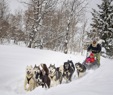 Park City Dog Sledding Park City Dog Sledding