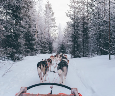 Telluride Dog Sledding Telluride Dog Sledding