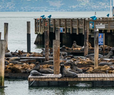 Sea lions sitting on the fishermans Wharf Sea lions sitting on the fishermans Wharf