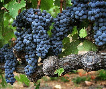 Dark purple grapes in Napa Dark purple grapes in Napa