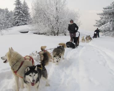 Dog Sleds at Chamonix Dog Sleds at Chamonix