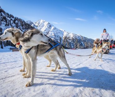 Dogs running on the snow trails Dogs running on the snow trails