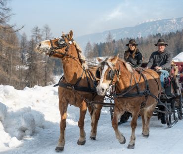 Horses pulling sleigh in Val di Sole Horses pulling sleigh in Val di Sole