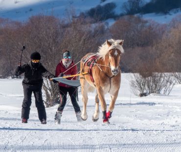 Skiers being pulled through the snow by horses Skiers being pulled through the snow by horses