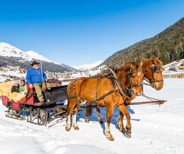 Horses pulling sleigh through the snow Horses pulling sleigh through the snow