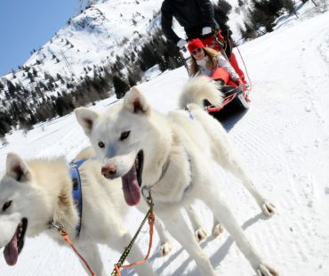 White dogs pulling sledders White dogs pulling sledders