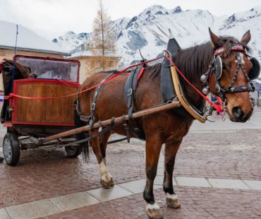 Horse pulling cart Horse pulling cart