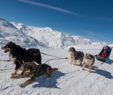 Dogs on the ice pulling sled Dogs on the ice pulling sled