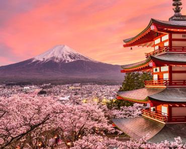 Cherry Blossom Season looking at Mt Fuji