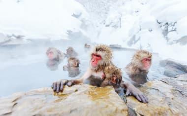 Snow Monkeys in Nagano Prefecture